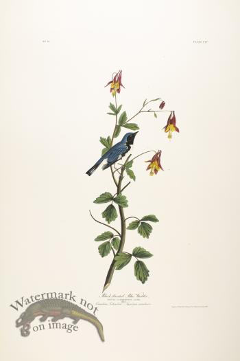 Black-Throated Blue Warbler